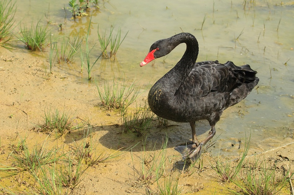 Cigno nero